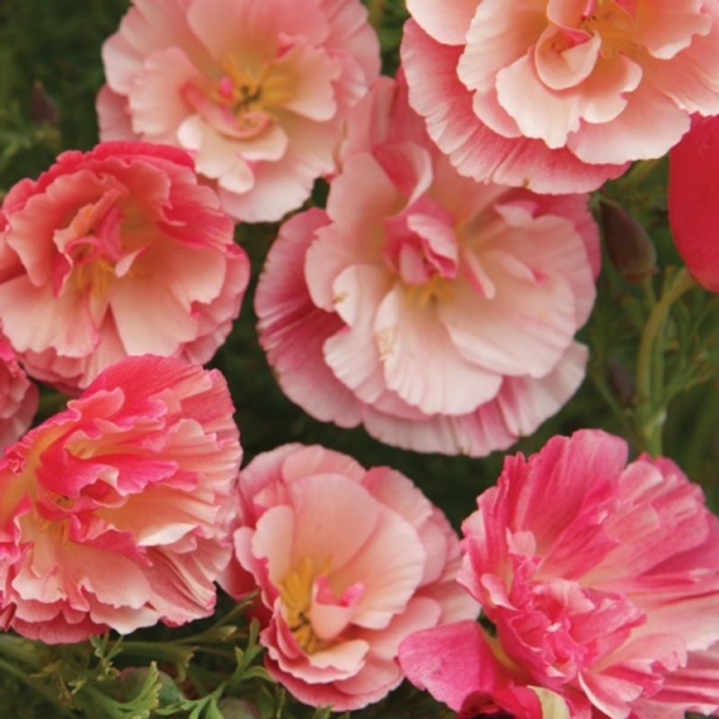 Kaliforniavalmue 'Raspberry Fool' - Eschscholtzia californica