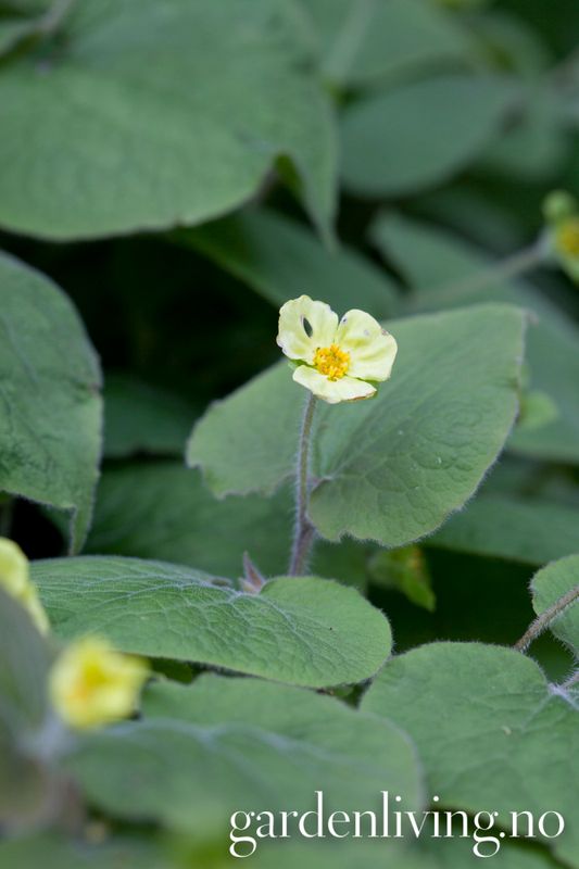 Saruma henryi