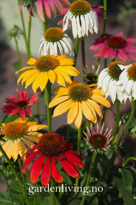 Hovedbilde Purpursolhatt 'Paradiso’ - Echinacea purpurea 