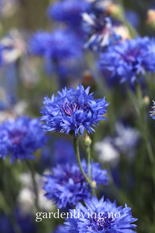 Kornblomst 'Double Blue' - Centaurea cyanus
