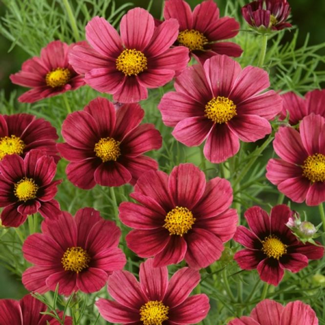 Hovedbilde Pyntekorg 'Antiquity’ - Cosmos bipinnatus