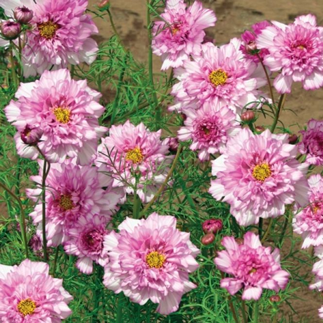 Hovedbilde Pyntekorg 'Double Click Bonbon Pink Bicolour' - Cosmos ...