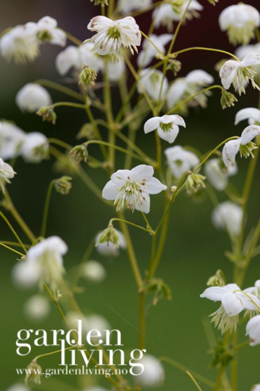 Frøstjerne 'Splendide White' - Thalictrum