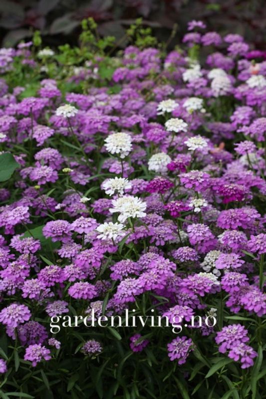 Skjermsløyfe 'Fairy Mixed' - Iberis umbellata