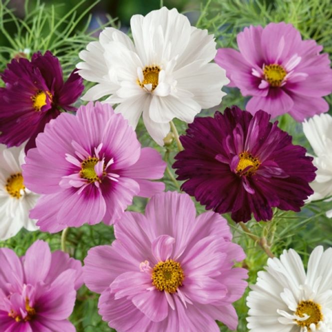 Hovedbilde Pyntekorg 'Collarette Improved Mix' - Cosmos bipinnatus