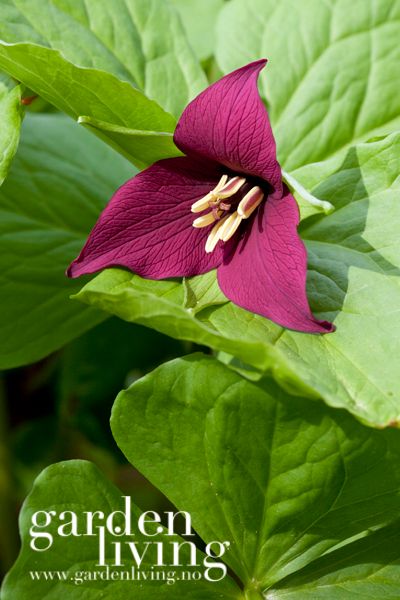 Hovedbilde Trillium erectum - purpurtreblad