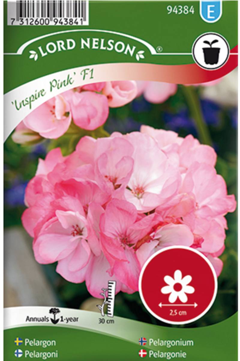 Pelargonium 'Inspire Pink' F1