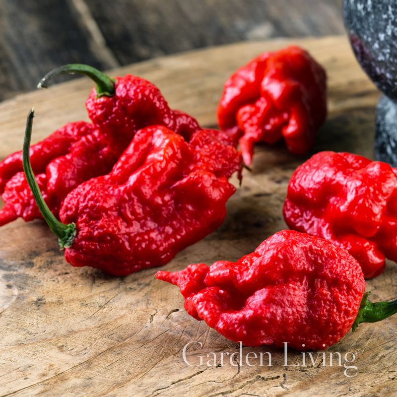 Chilipepper 'Carolina Reaper' verdens nest sterkeste! - Capsicum