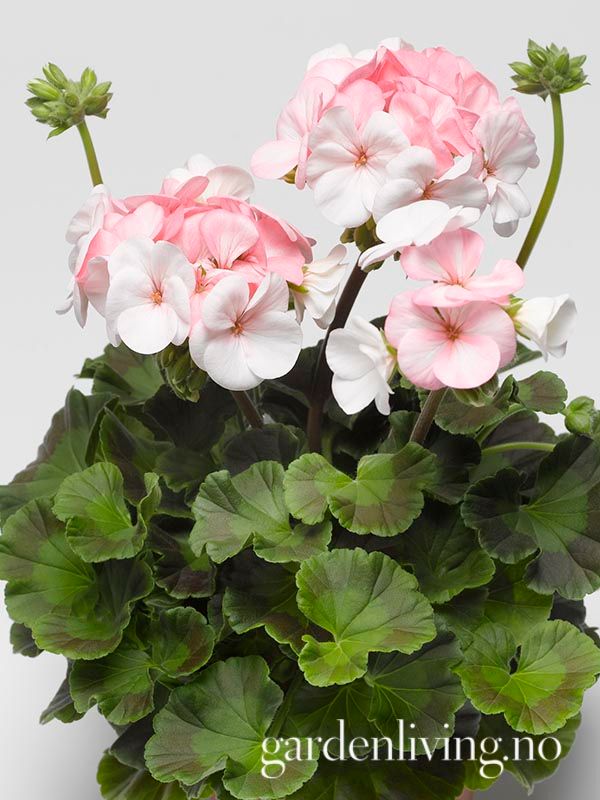 Pelargonium 'Pinto White To Rose'