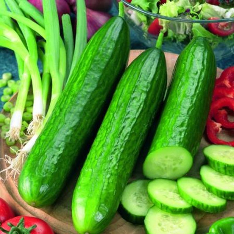 Slangeagurk 'Socrates' F1 mini - Cucumis sativus