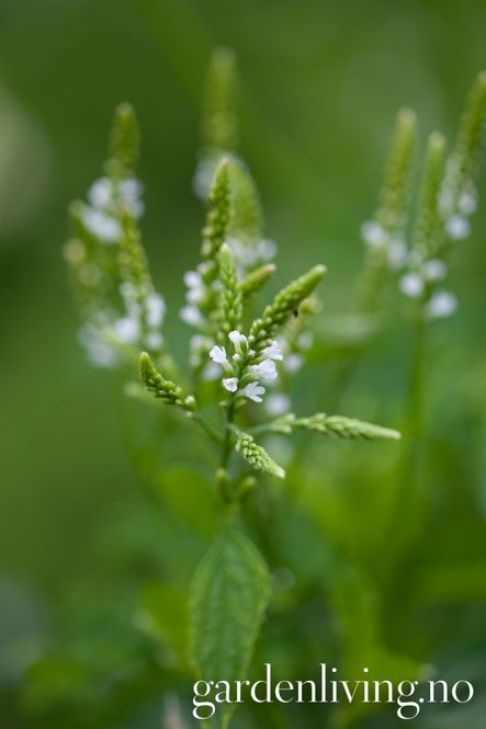 Hovedbilde Verbena hastata 'Alba' - Tårnjernurt