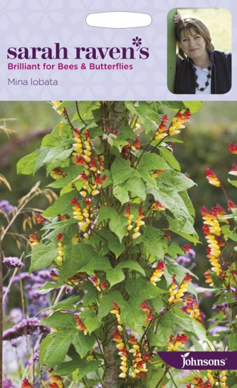 Spansk flagg -  Mina lobata