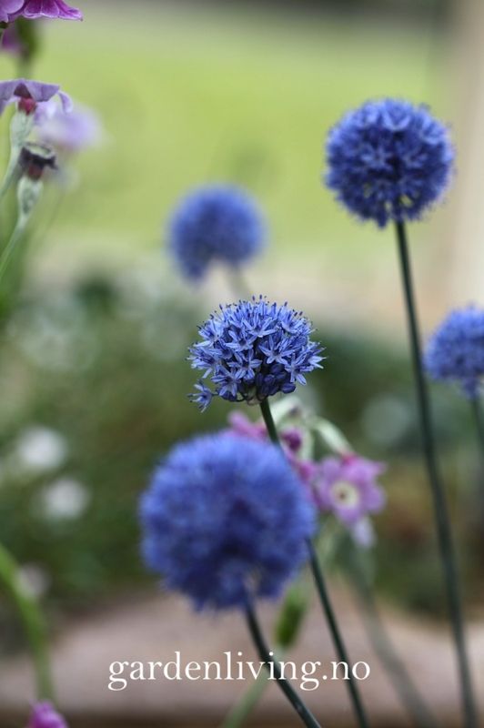 Azurløk - Allium caeruleum - 15 stk 