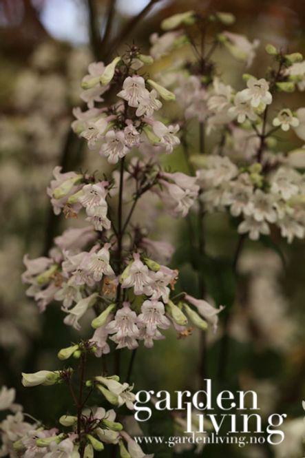 Hovedbilde Rørblomst 'Husker Red' - Penstemon digitalis