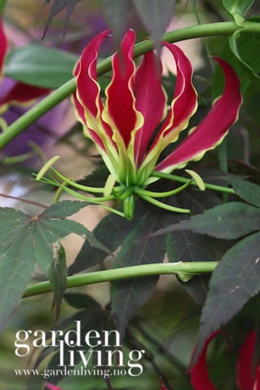 Klatrelilje 'Rothchildiana' - Gloriosa superba, 1 stk.