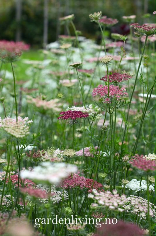 Prydgulrot 'Dara' - Daucus carota