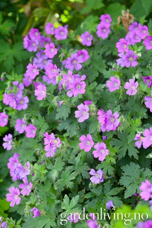 Storkenebb 'Sirak' - Geranium 