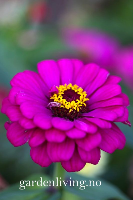 Sinnia 'Purple Prince' - Zinnia elegans