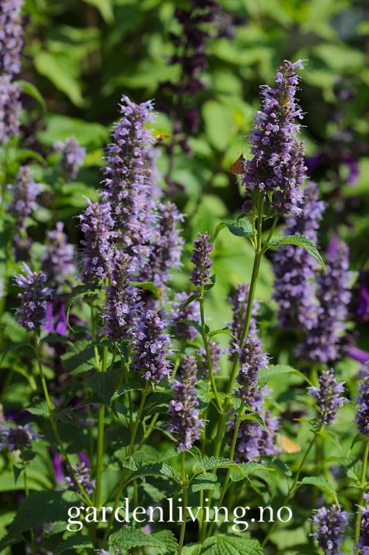Anisisop 'Black Adder' - Agastache 