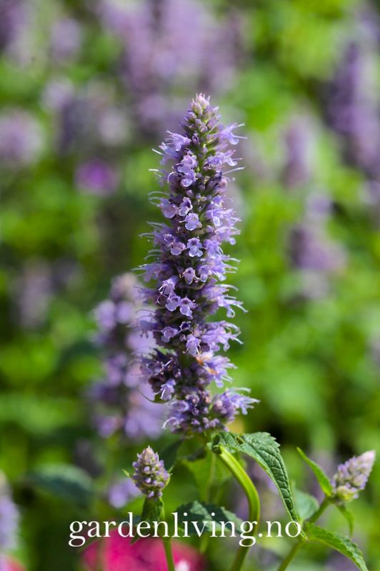 Anisisop 'Black Adder' - Agastache 