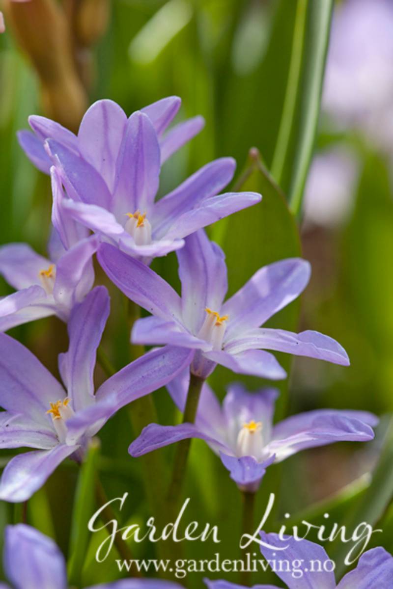 Minnesnøstjerne 'Violet Beauty' - Chion. - 10 stk 