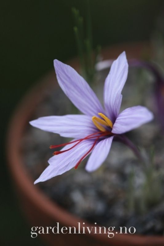 Safrankrokus XL - Crocus sativus - 10 stk