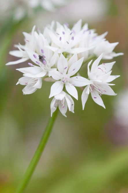 Hovedbilde Prydløk 'Graceful Beauty' - Allium amplectens - 6 stk