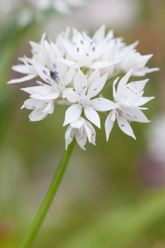 Prydløk 'Graceful Beauty' - Allium amplectens - 6 stk