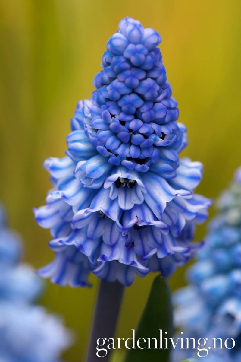 Asurperleblomst - Muscari azureum - 10 stk