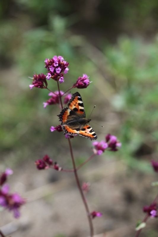 Oregano - Origanum vulgare