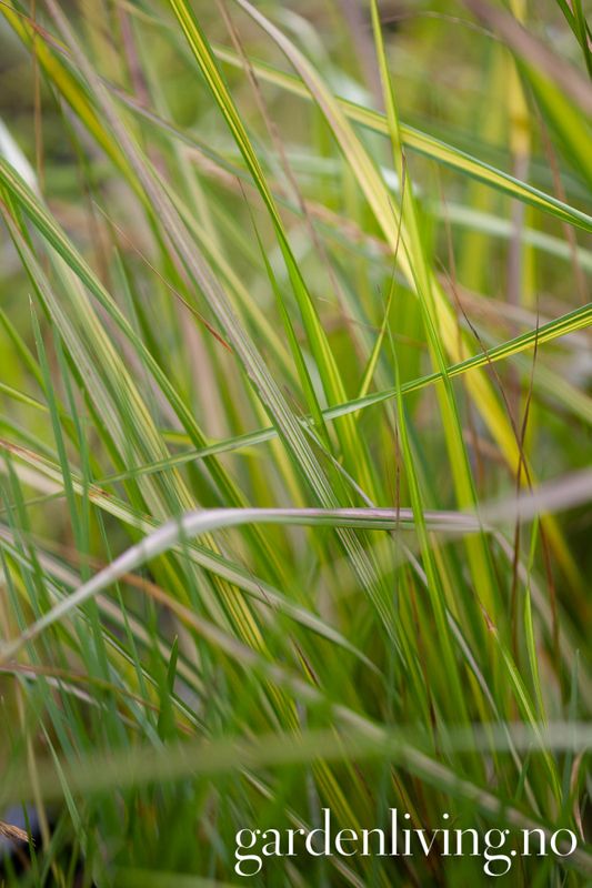 Hagerørkvein 'England' - Calamagrostis x aucutiflora