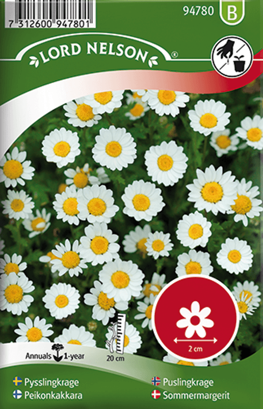 Puslingkrage - Mauranthemum paludosum