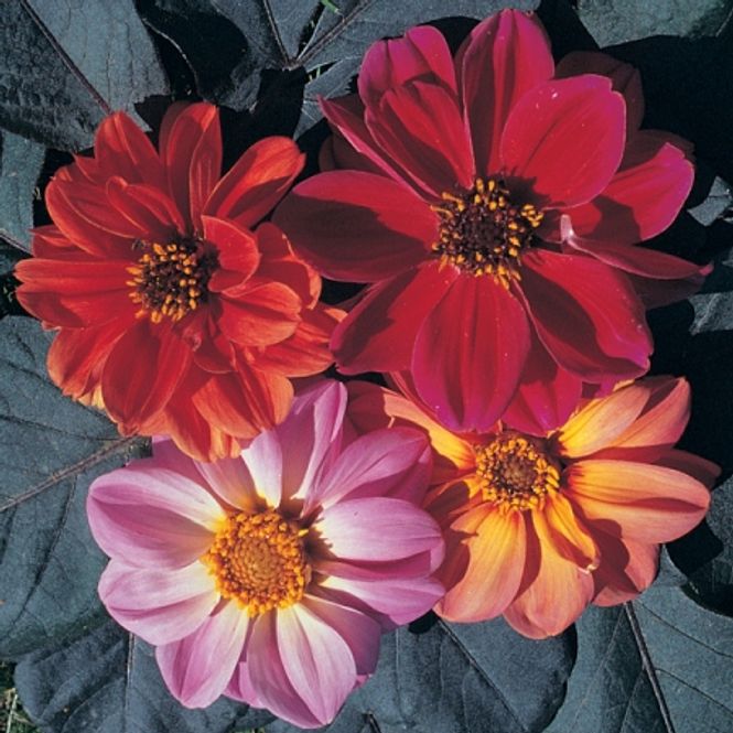 Hovedbilde Georgine 'Bishops Children' - Dahlia