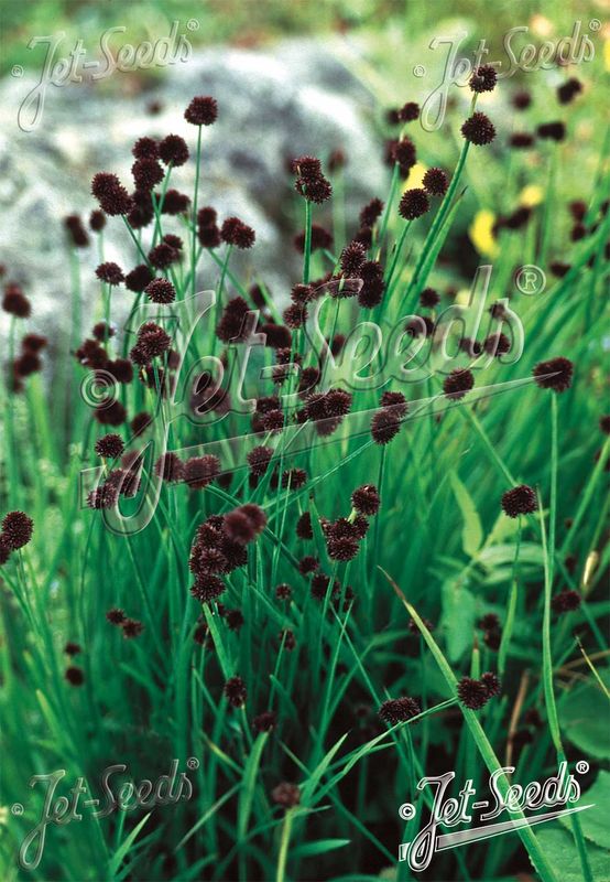 Sverdsiv - Juncus ensifolius