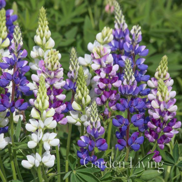 Hovedbilde Sommerlupin 'Avalune Blue and Lilac' - Lupinus hartwegii
