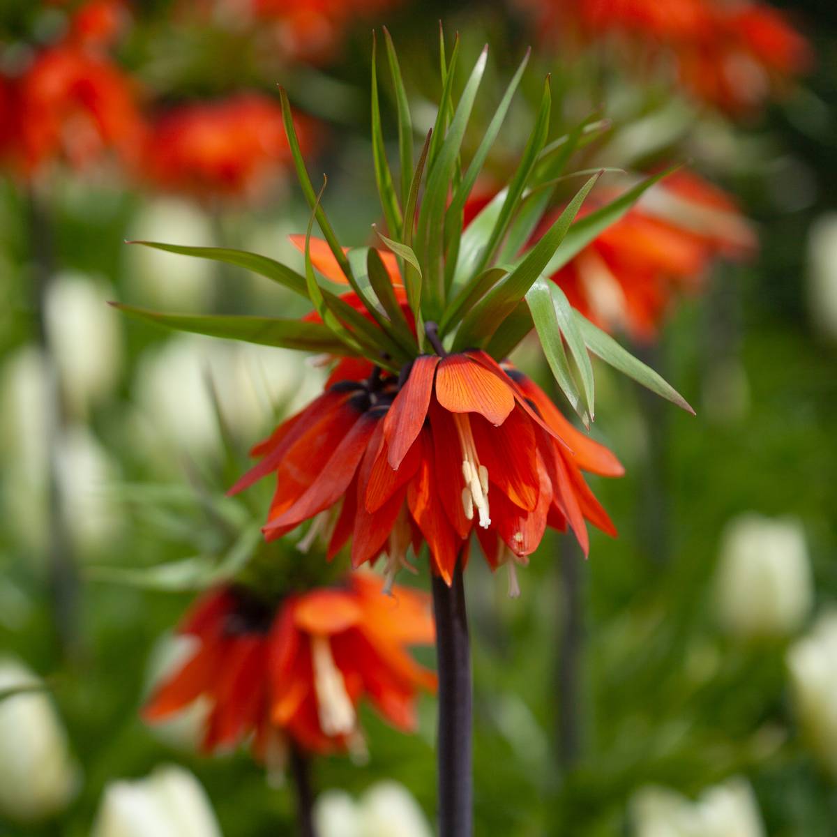 Keiserkrone 'Aurora' - Fritillaria imperialis - 1 stk