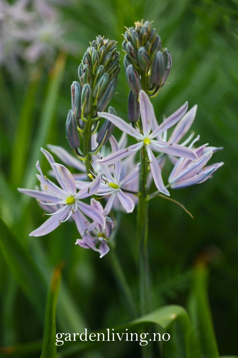 Bjørnestjerne 'Aurora' - Camassia leic. - 1 stk 