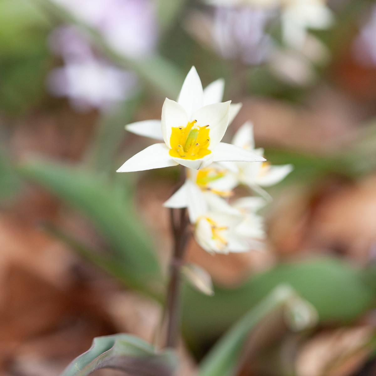 Turkestantulipan - Tulipa turkestanica - 10 stk