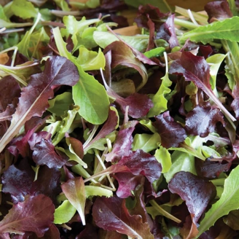 Salatblanding 'Wildfire Mixed' - Lactusa