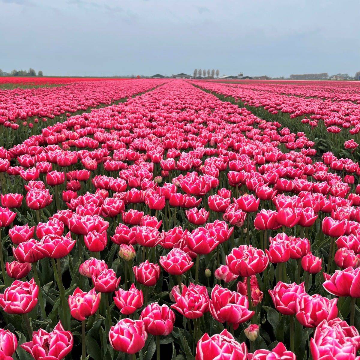 Tulipan 'Columbus', sen dobbel - 10 stk