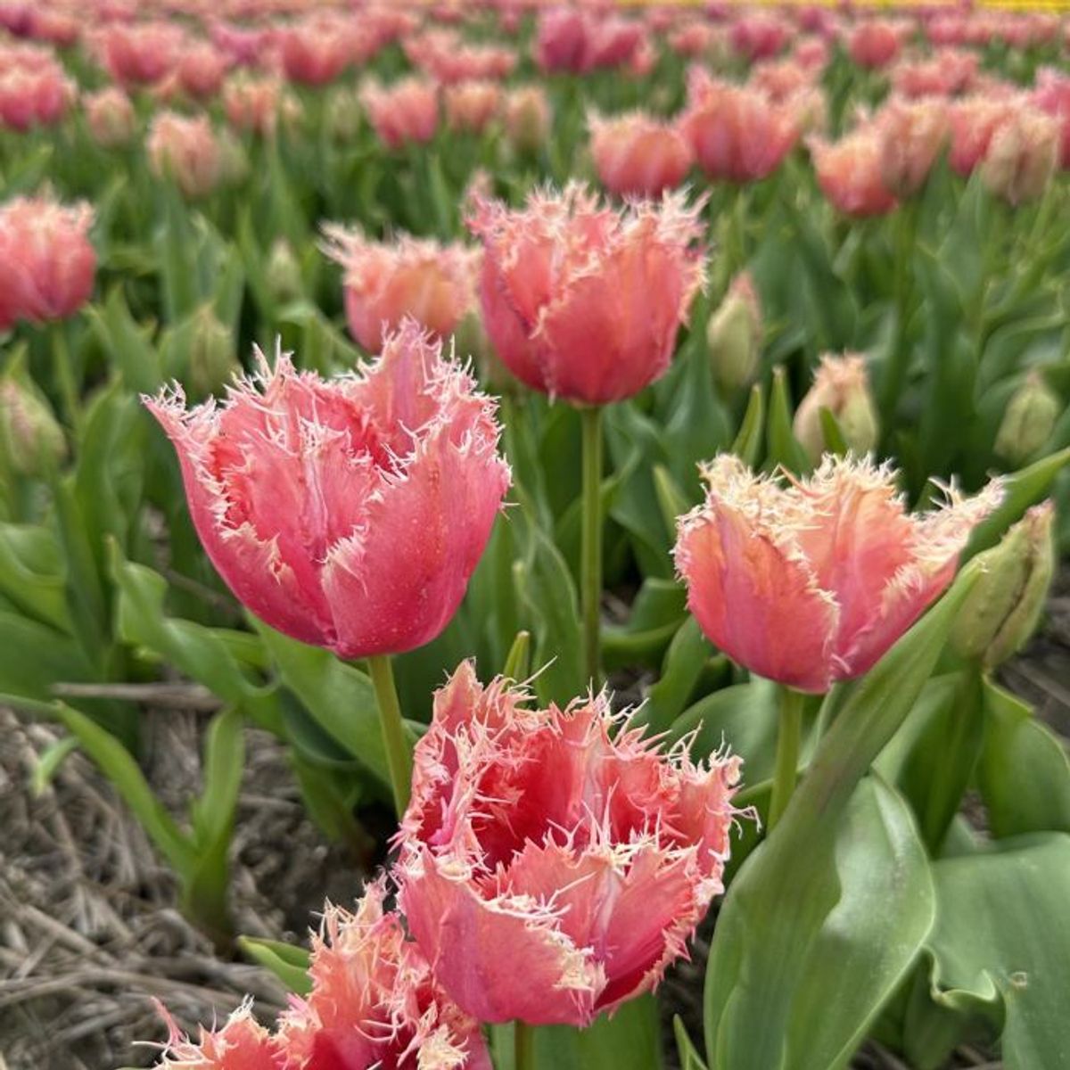 Tulipan 'Paleis Het Loo', frynsetulipan - 10 stk