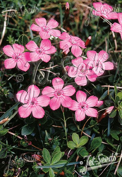 Hovedbilde Alpenellik - Dianthus alpinus