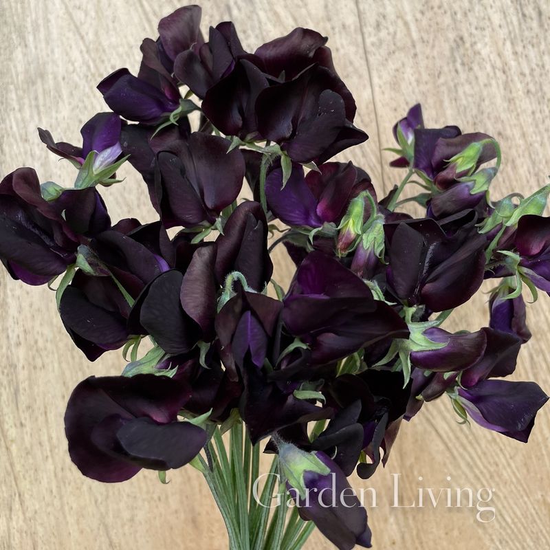 Blomsterert 'Almost Black' - Lathyrus odoratus 