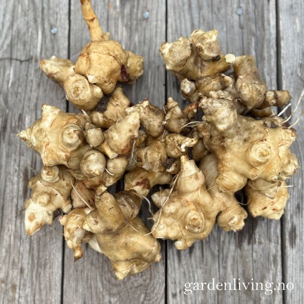 Hovedbilde Jordskokk - Helianthus tuberosus, 3 stk