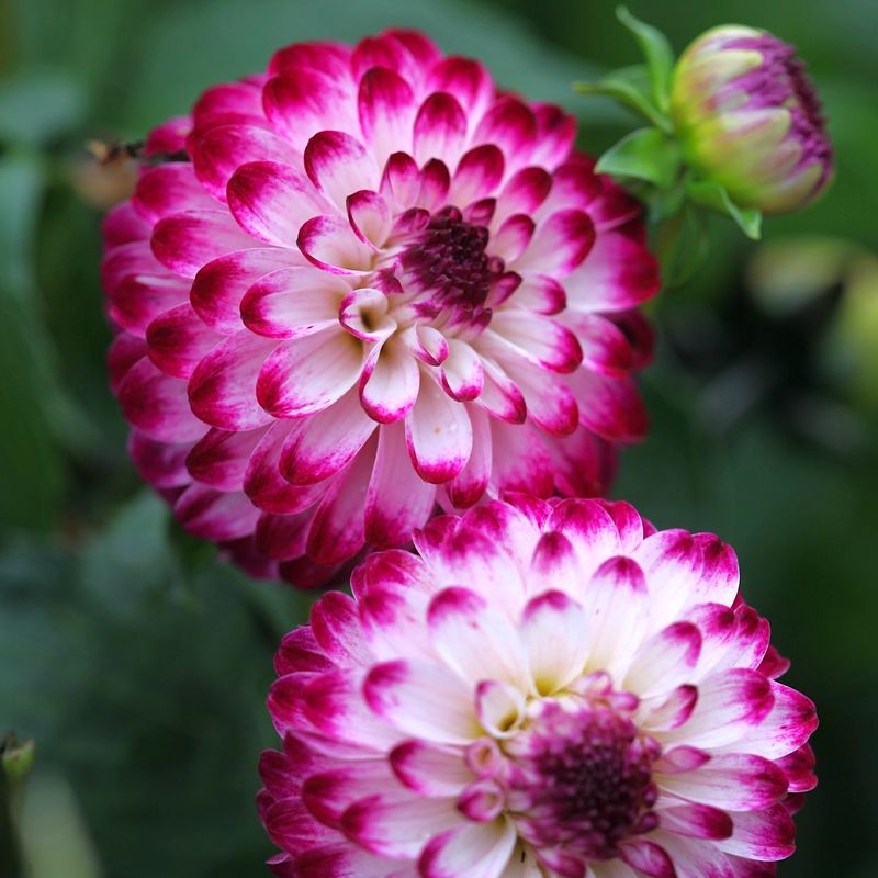 Georgine 'Little Robert' - Dahlia x cultorum, 1 stk.