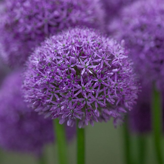 Hovedbilde Prydløk 'Gladiator' - Allium - 1 stk