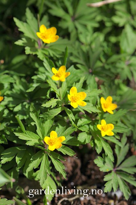 Hovedbilde Gulveis - Anemone ranunculoides - 1 stk