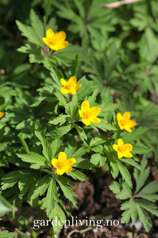 Gulveis - Anemone ranunculoides - 1 stk