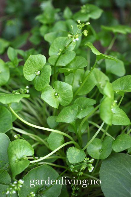 Hovedbilde Vinterportulakk - Claytonia perfoliata