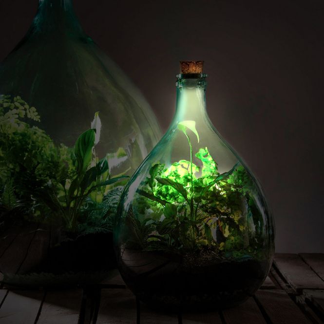 Hovedbilde Kork til terrarium med solcelle og LED lys